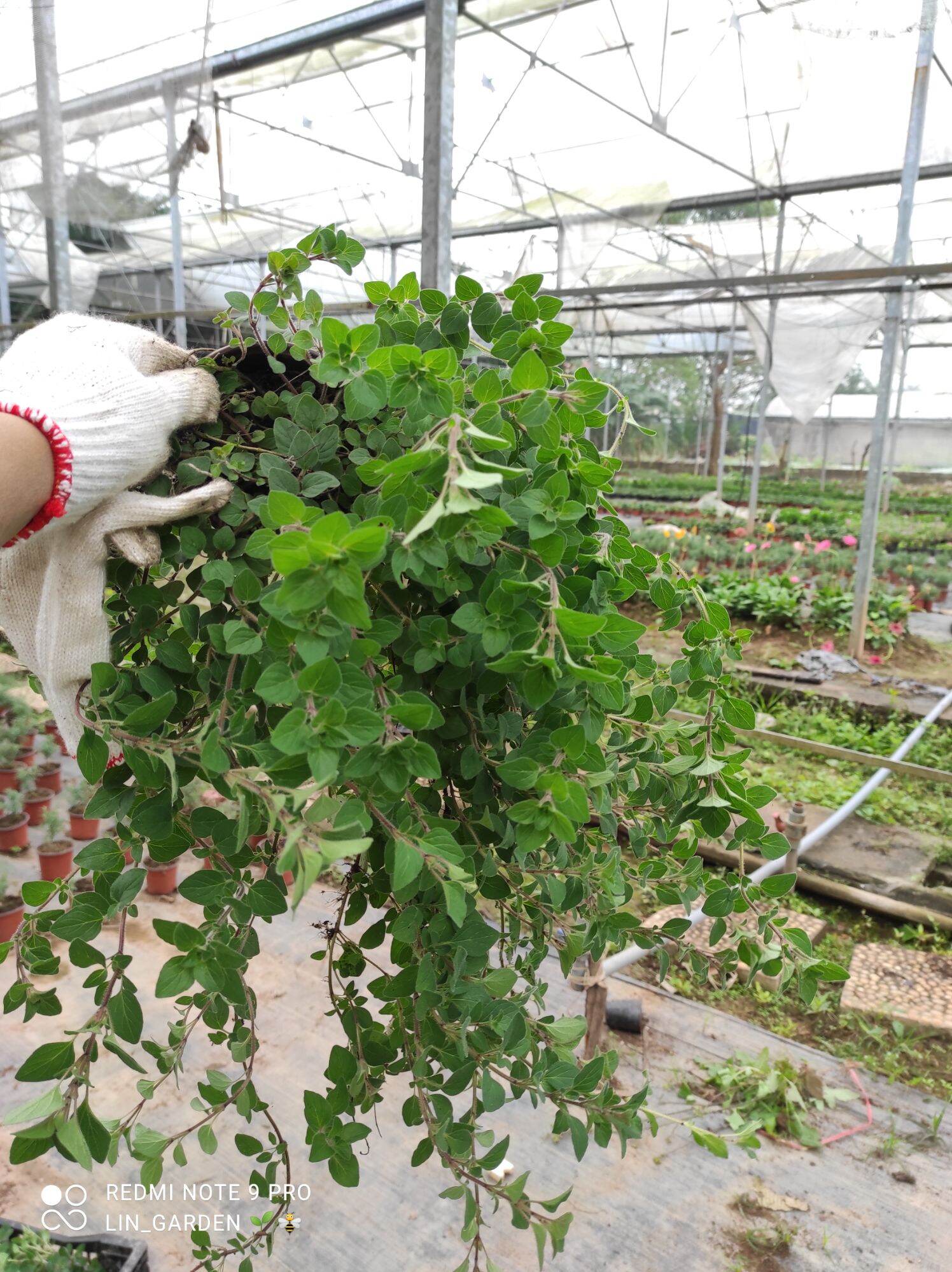 cây oregano - kinh giới dại