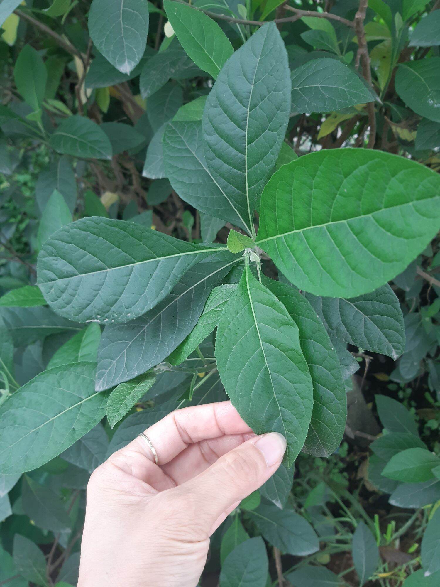 1kg lá mật gấu tươichữa b ệnh