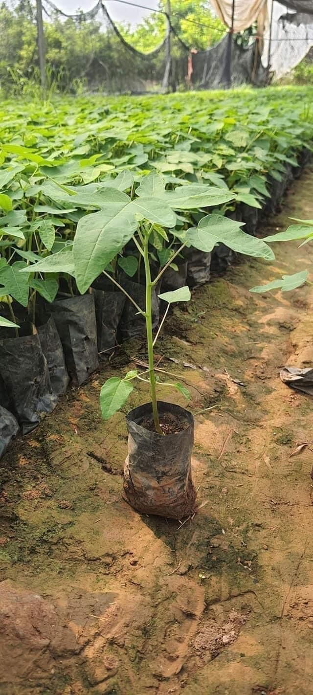 Cây giống hoa đu đủ đực siêu hoa