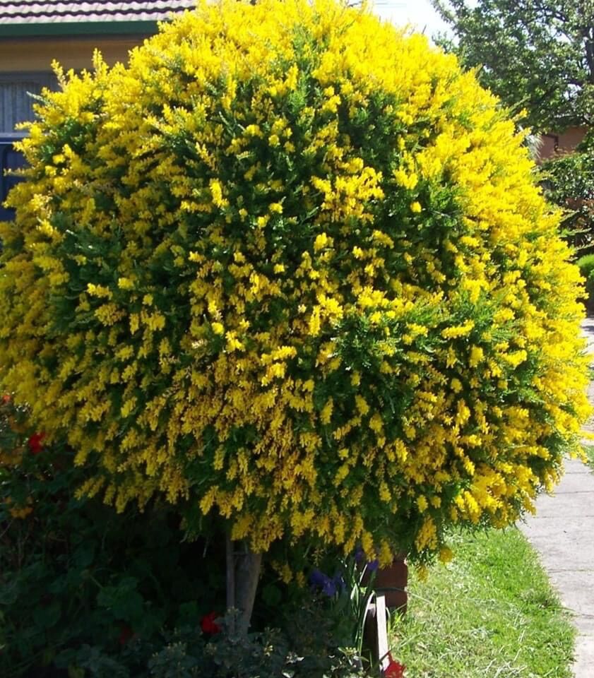 Cây giống thiên kim vàng(1caay)