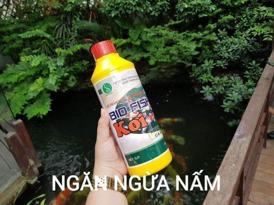 Vi sinh làm trong nước chuyên cá koi
