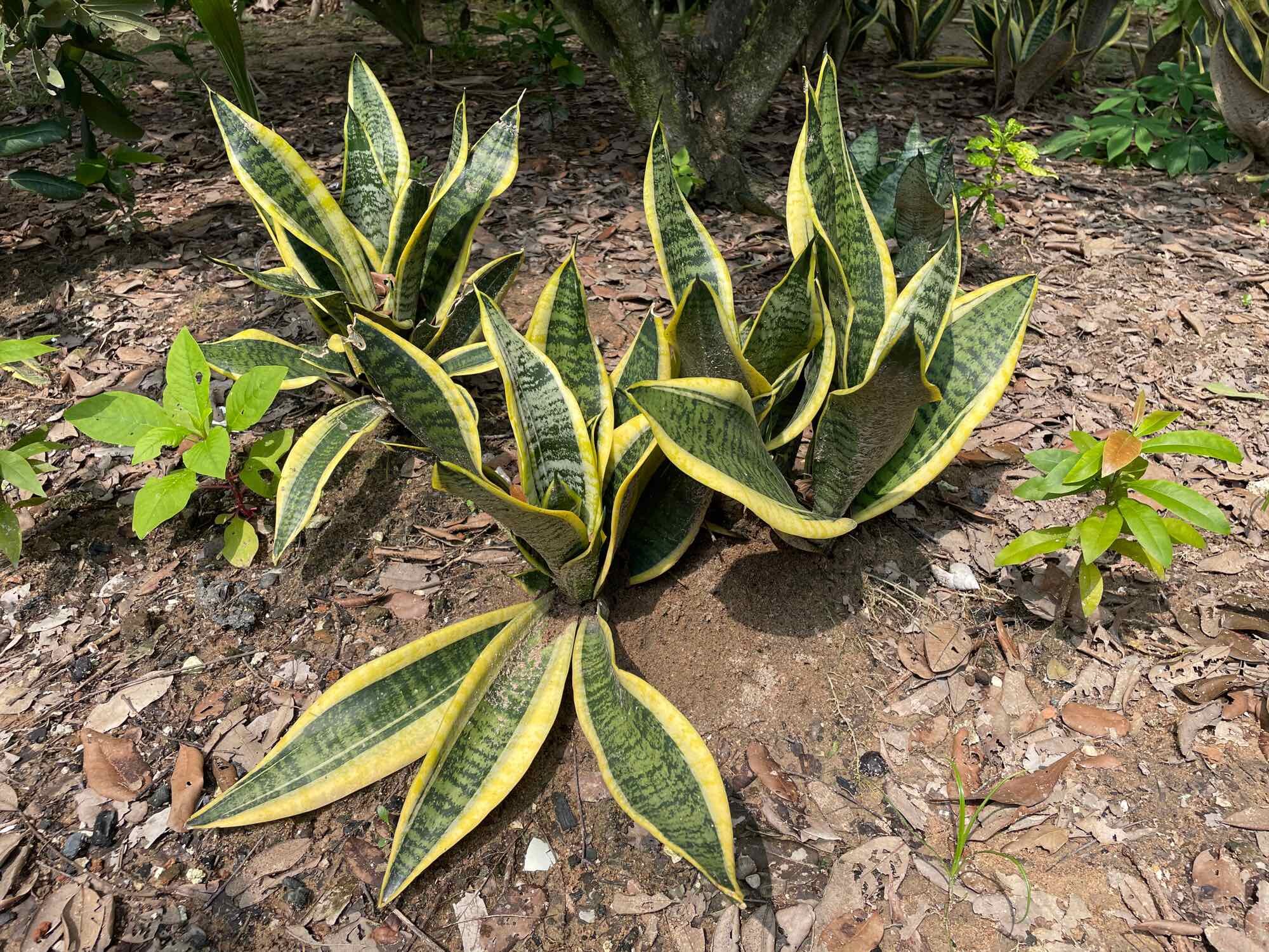 Dwarf Tiger Tongue with Small Golden Border