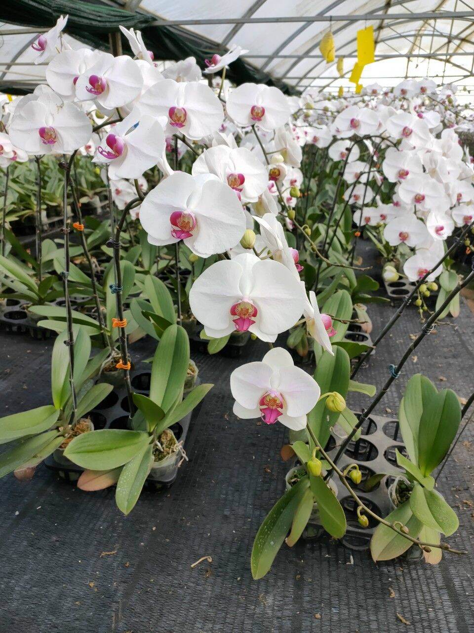 Lan hồ điệp giống