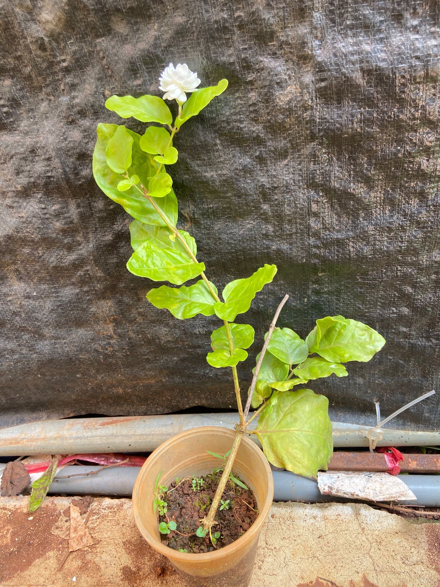 Cây giống hoa lài ta (hoa nhài)