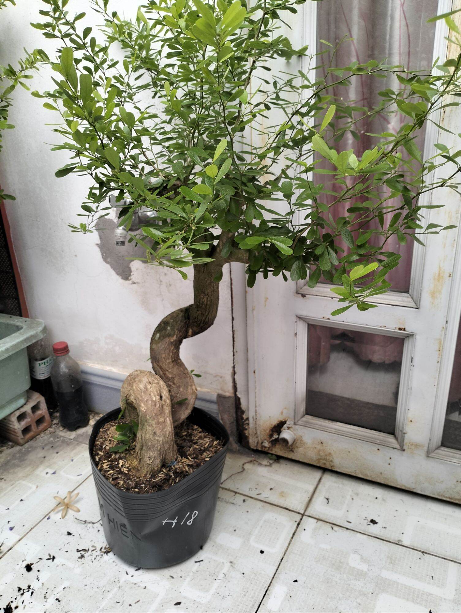 Phôi Cây linh sam siêu bông, hoa quanh năm, tạo bonsai