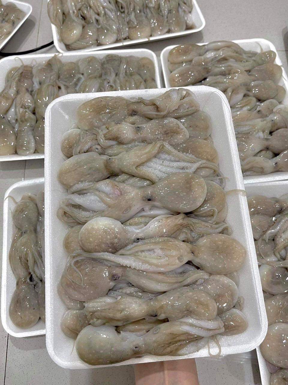 MỰC TUA: 1️⃣1️⃣5️⃣ K / 500G Cam kết: Mực tươi 100% cấp đông lấy từ biển cà mau.