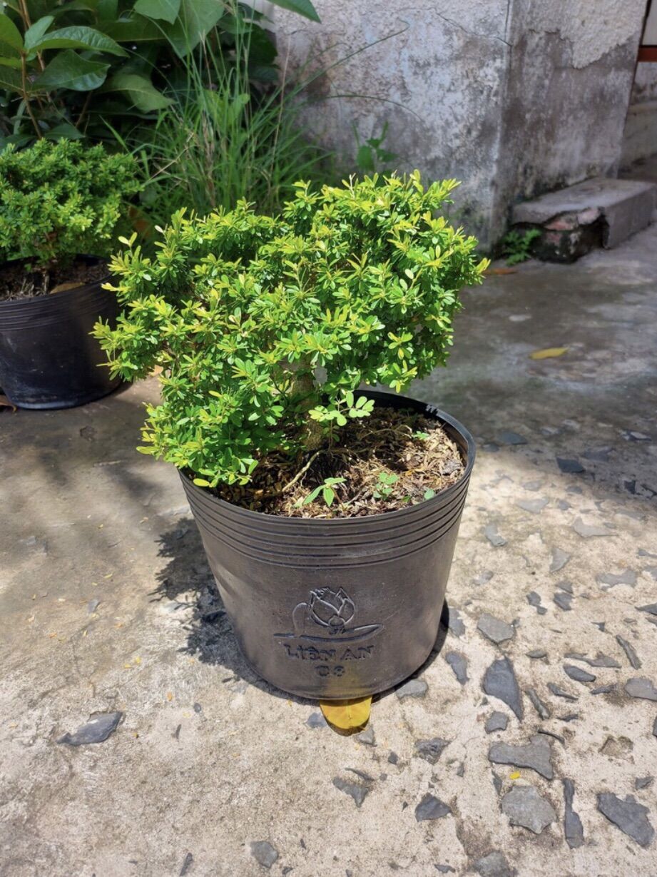 cây linh sam hạt gạo tân phú bonsai mini