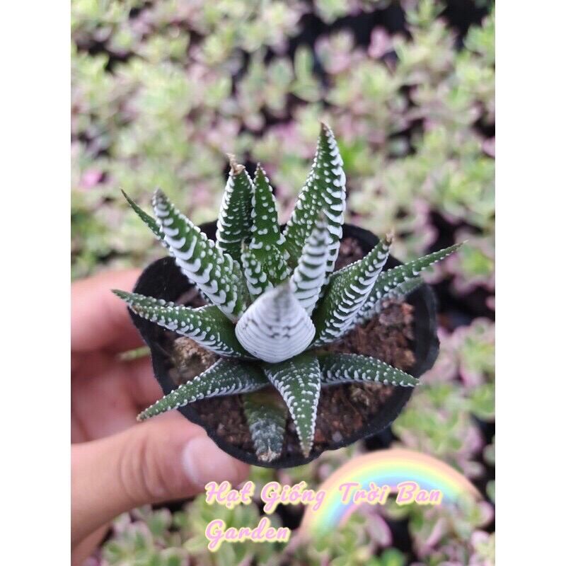 Sen mr xoè đà lạt 🥬 hư 1 đổi 1 ❄️ siêu cute