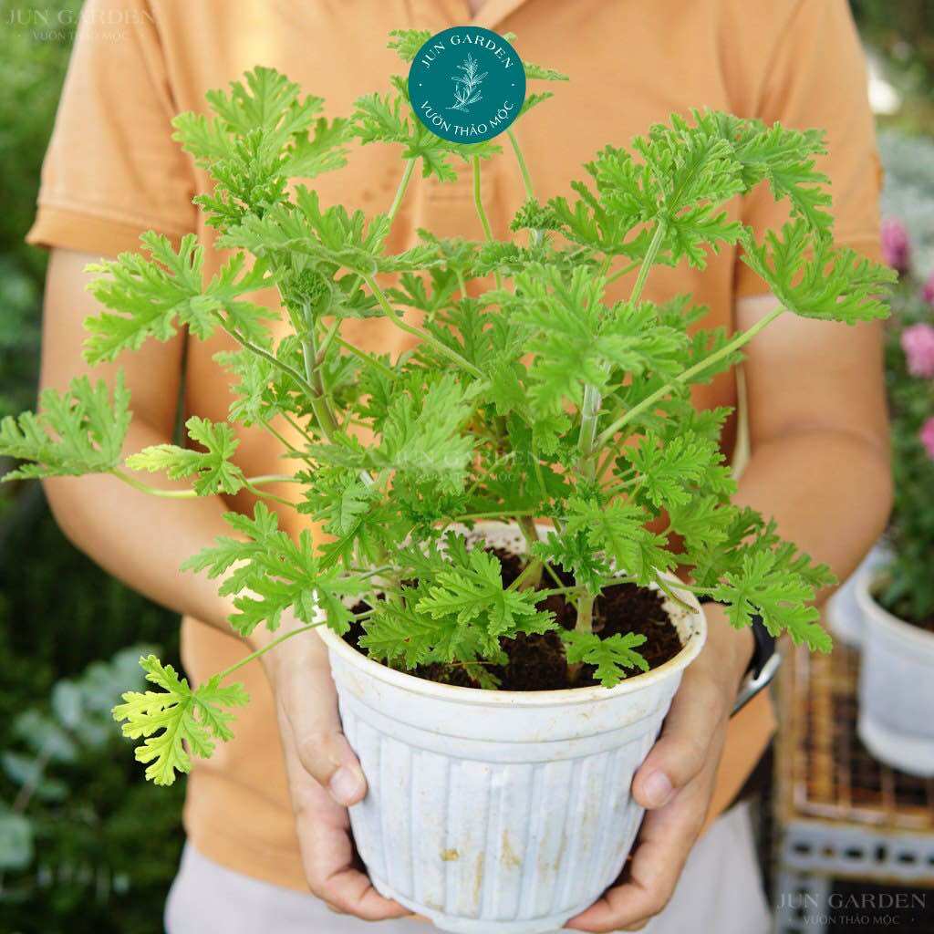 Cây đuổi muỗi hoa phong lữ hoa hồng jun garden rose scented geraniums