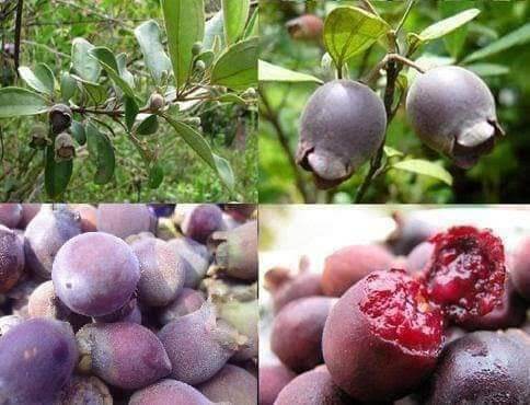 Clean, Large Dried Wild Jujube Fruit, 2kg