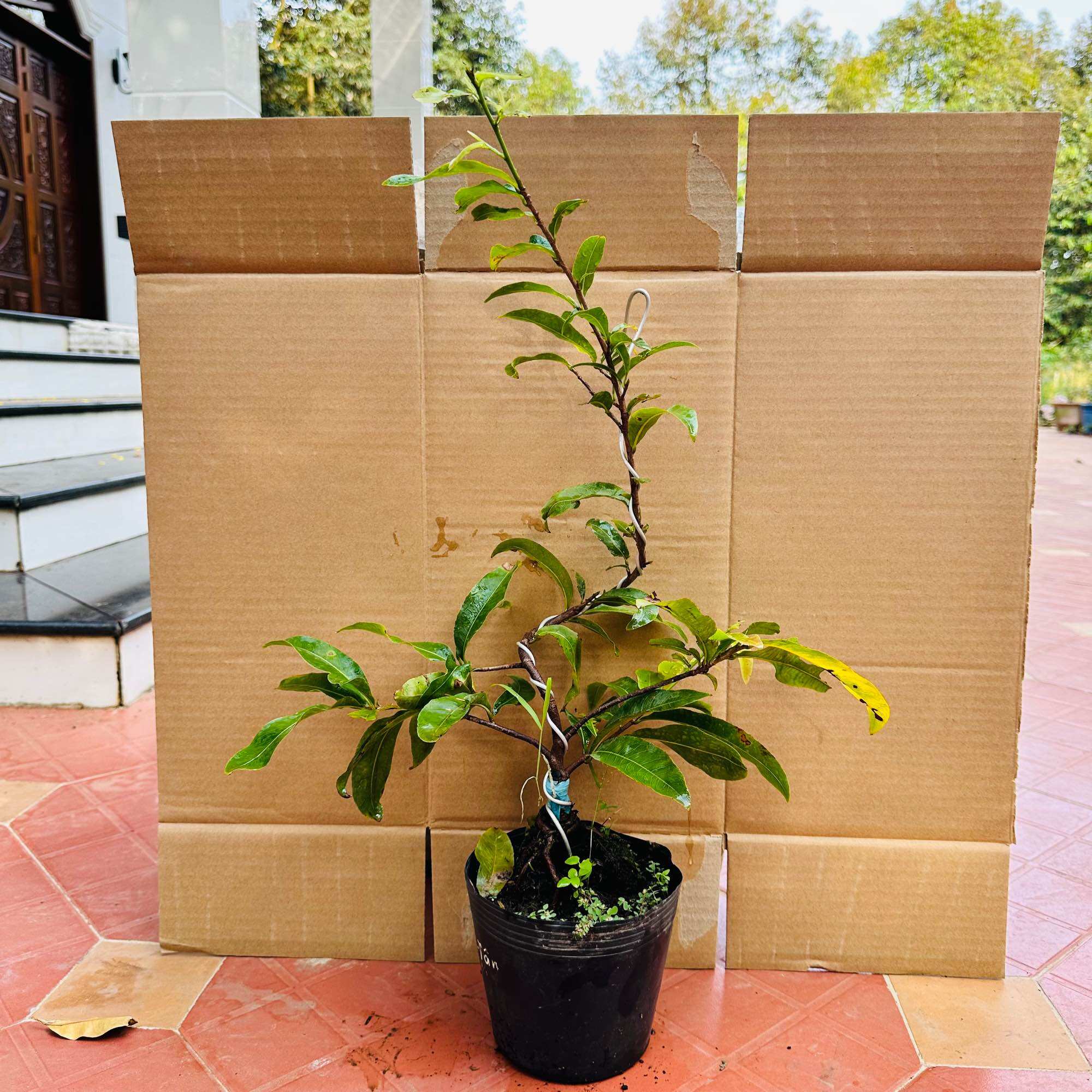 Cây mai giảo hương phú tân, 12-28 cánh - bonsai gốc đẹp, hoa thơm