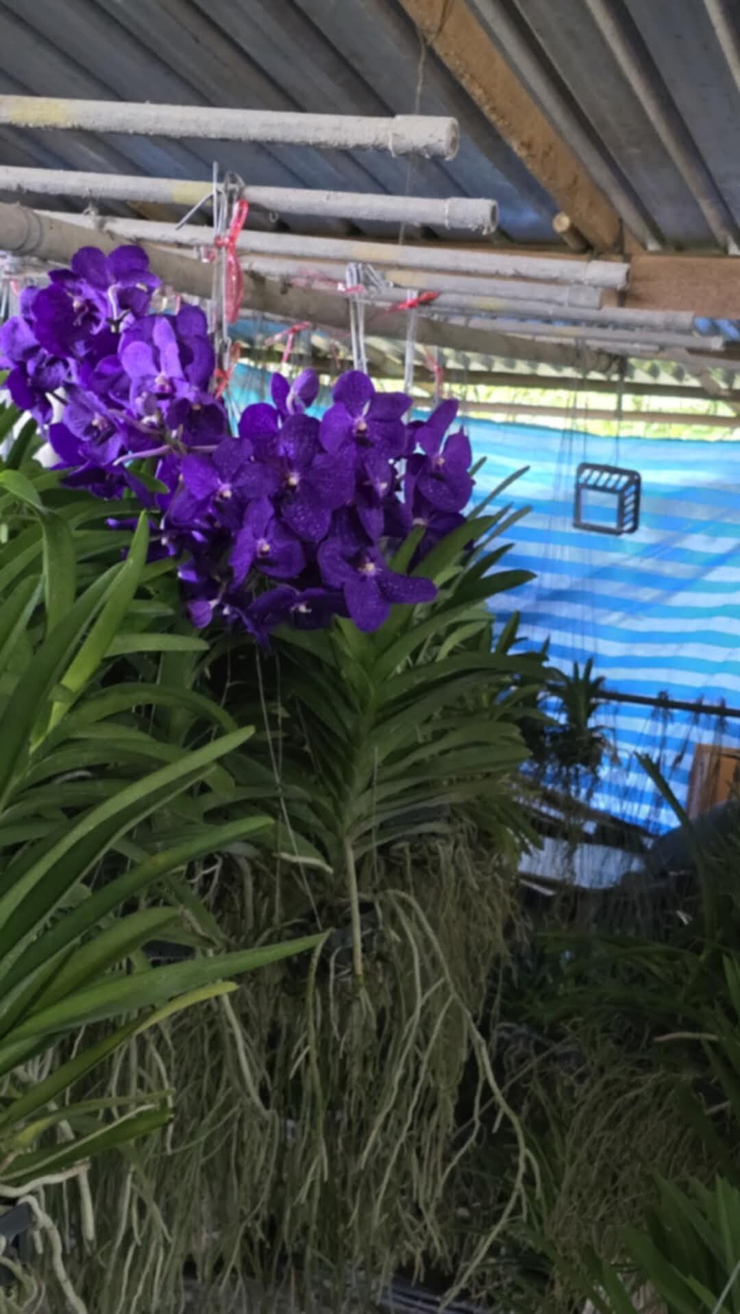 Vanda tím blue trưởng thành sắp hoa