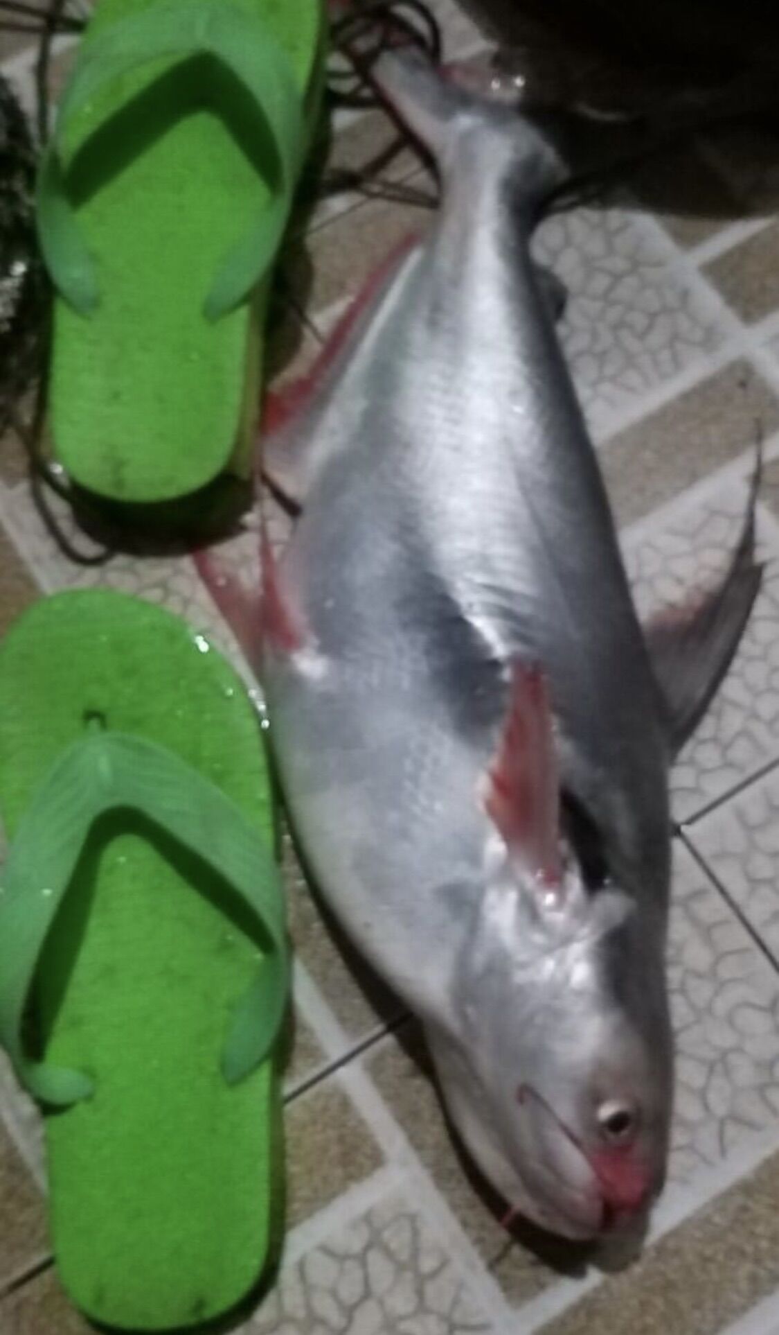 1 kg mồi câu cá lăng siêu nhạy