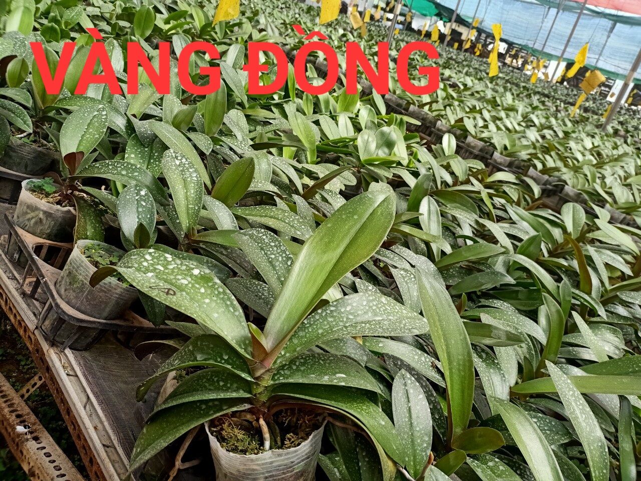 lan hồ điệp cốc 3.5 màu vàng đồng