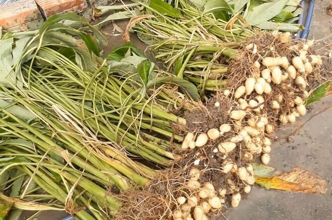 Cùi củ lùn 1kg