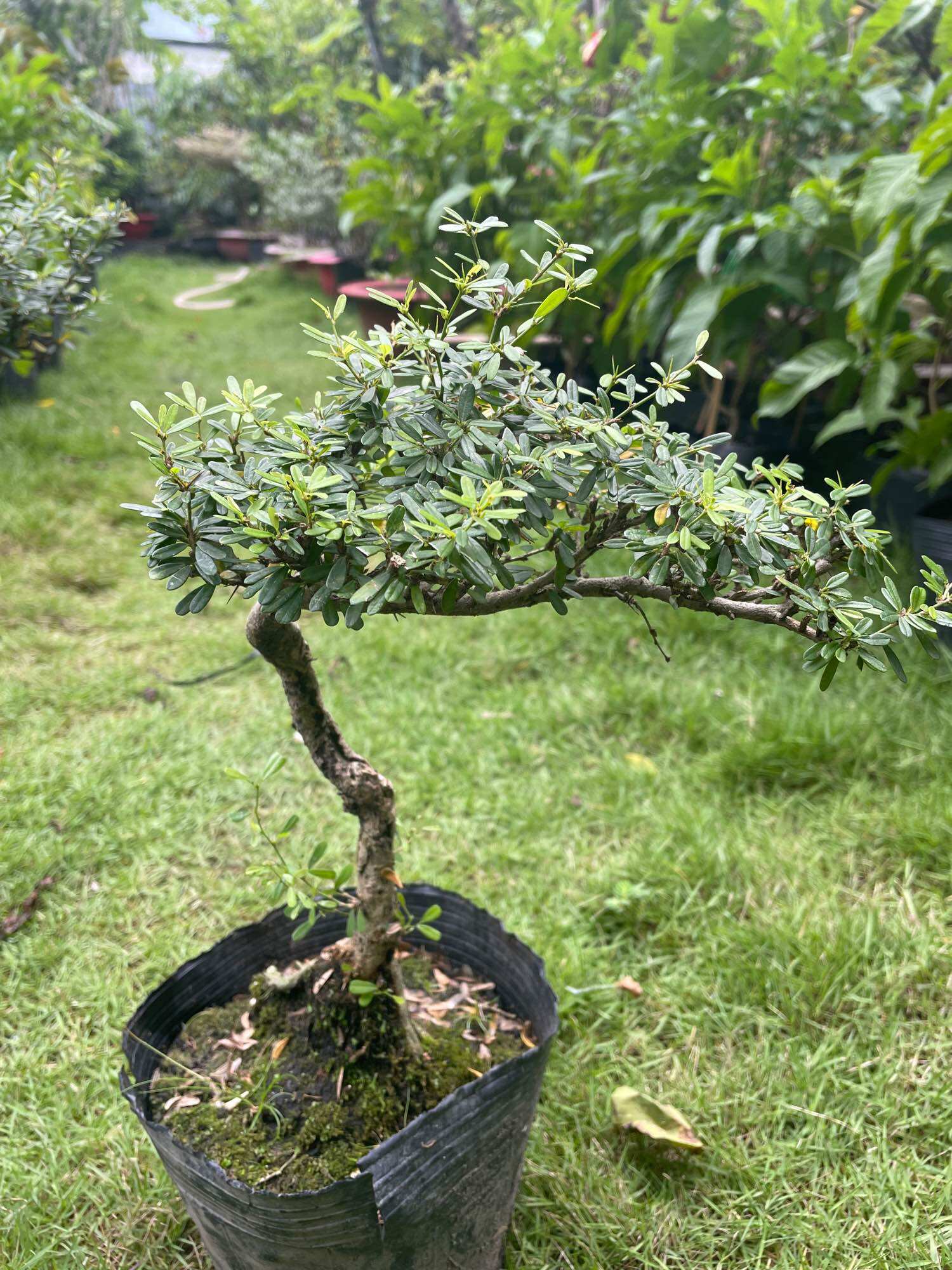 Linh sam 86 bonsai gốc quái