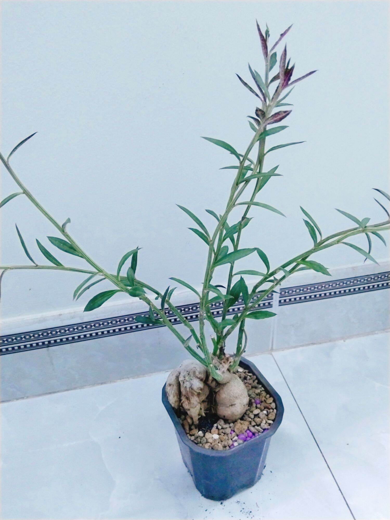 Cây xương rồng euphoria thân củ