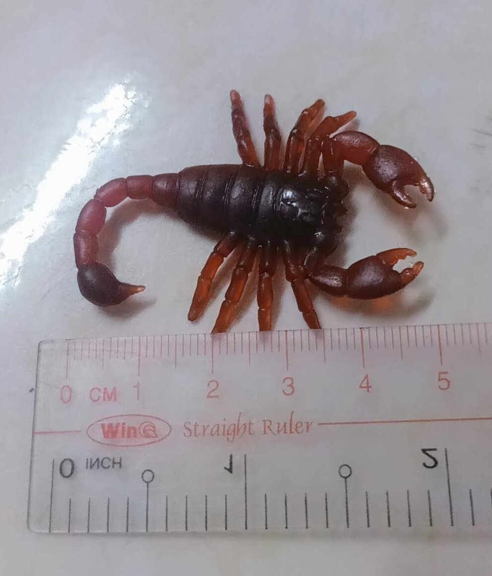 Sét 10 con bò cạp/đồ chơi/phụ kiện trang trí halloween