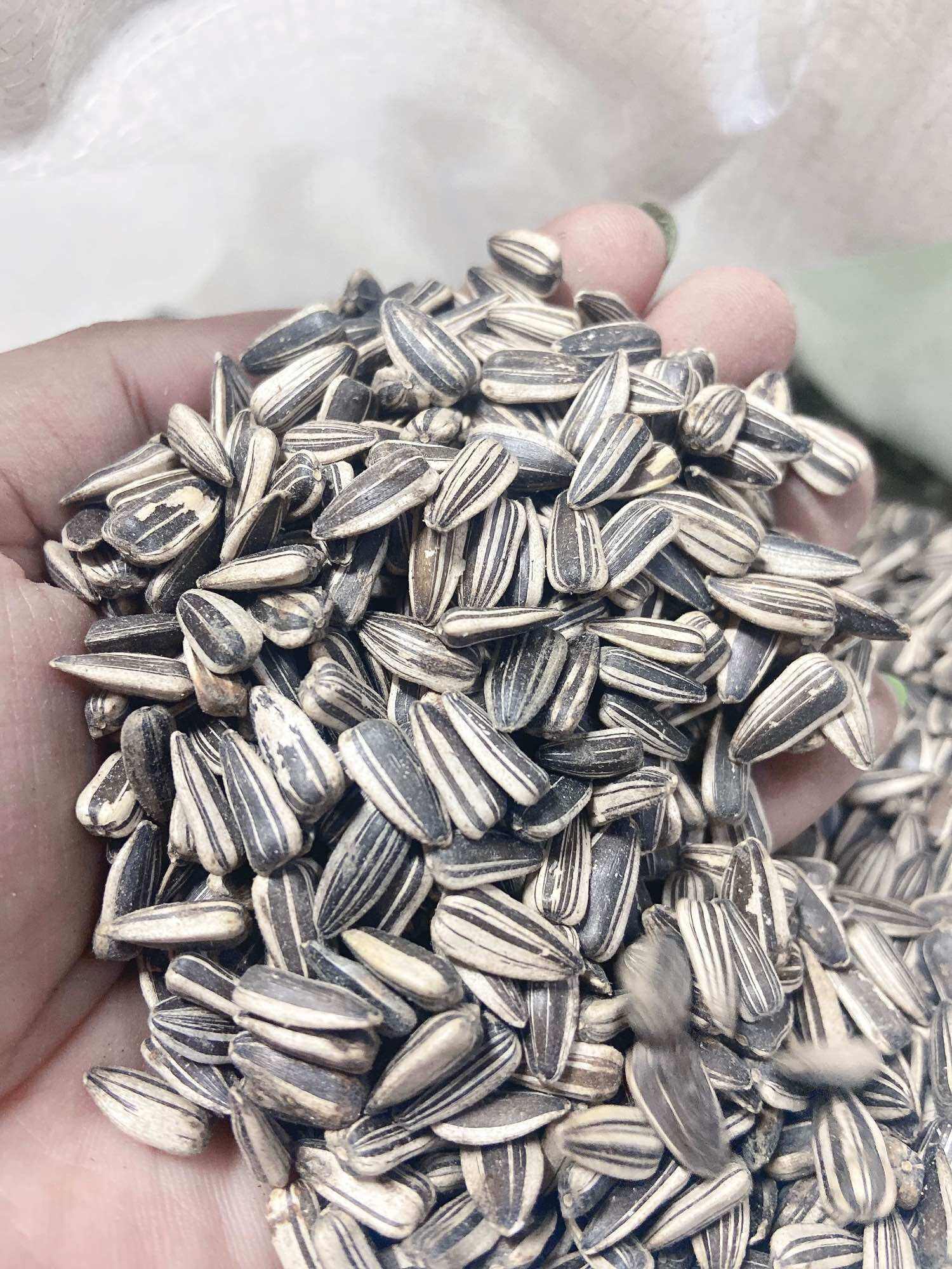 [HCM]Hạt hướng dương tươi , hạt nhỏ cho vẹt 500g.