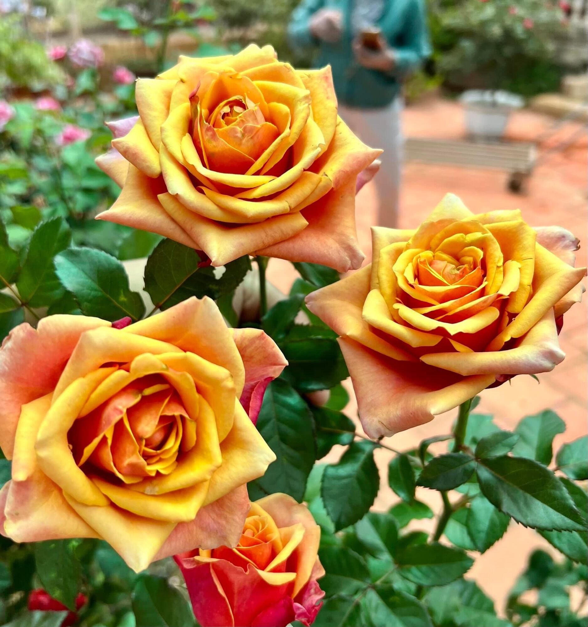 Hoa hồng ngoại Cherry brandy rose