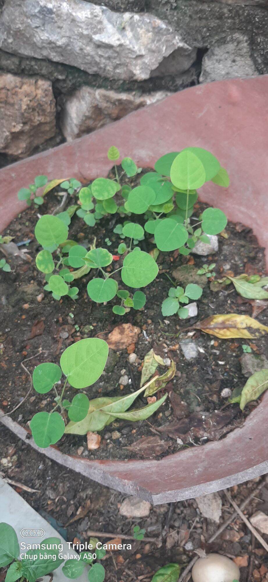 Cây giống cây đuôi chồn( 3 & 5 cây )