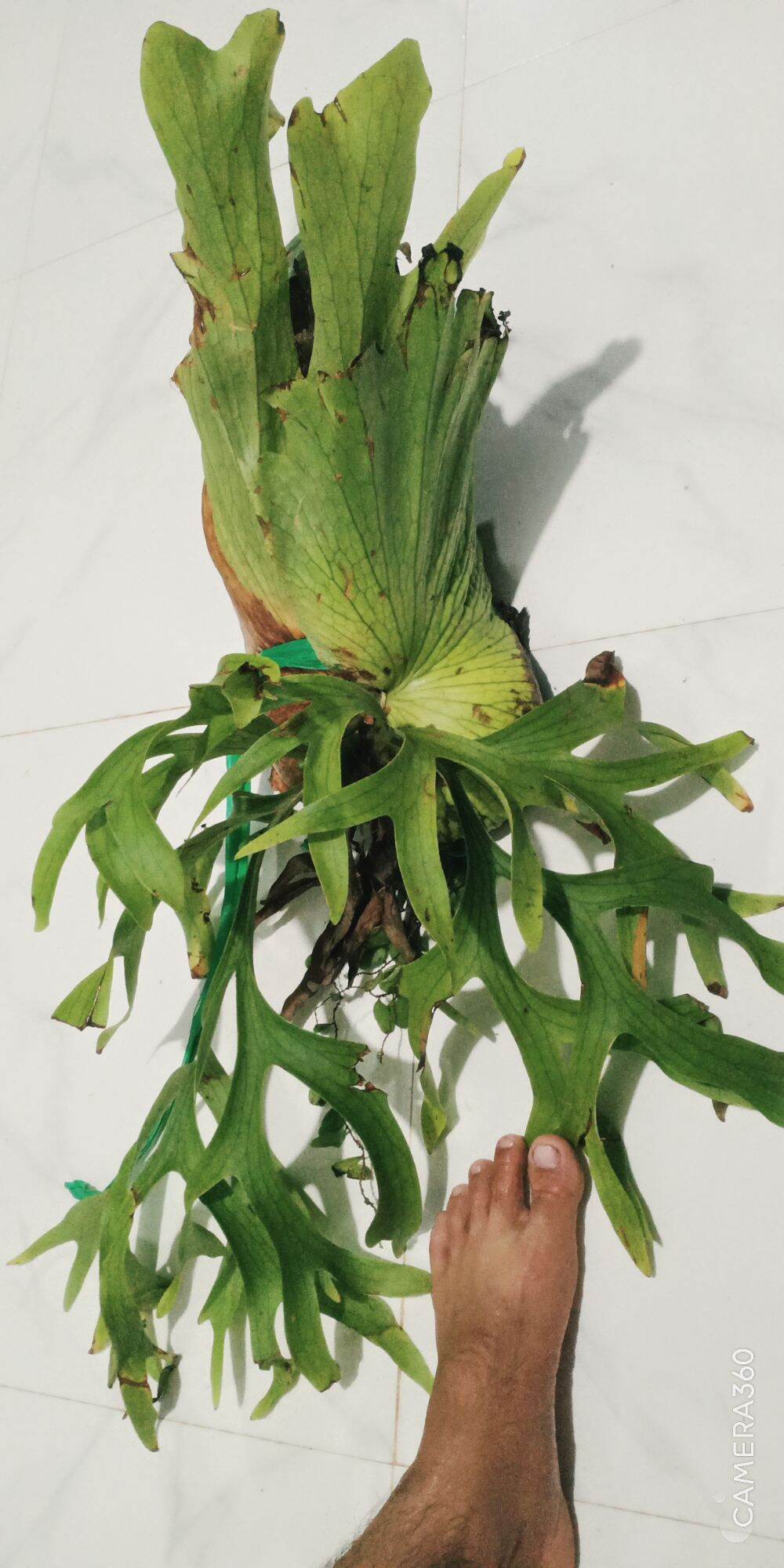 CÂY Ổ RỒNG