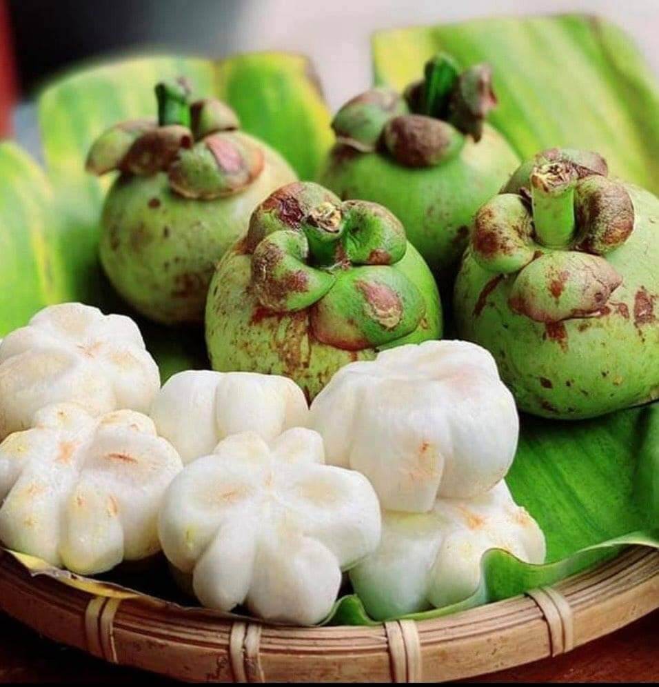 Cây măng cụt thái siêu sớm (2 năm)