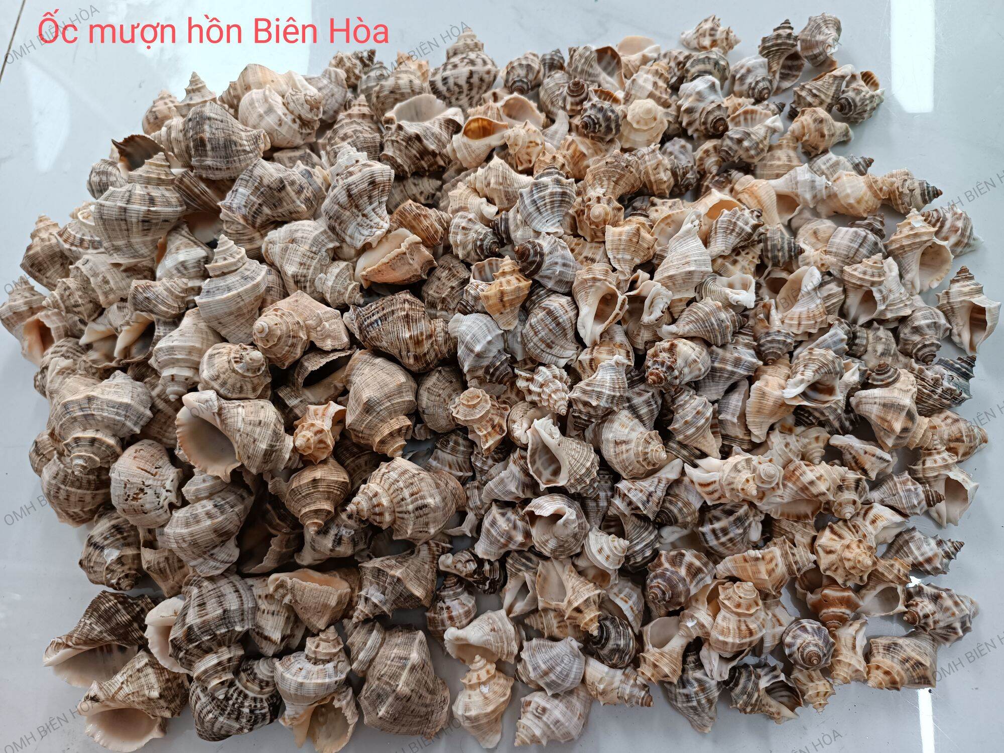 5 Vỏ ốc biển size Baby. OMH BIÊN HÒA
