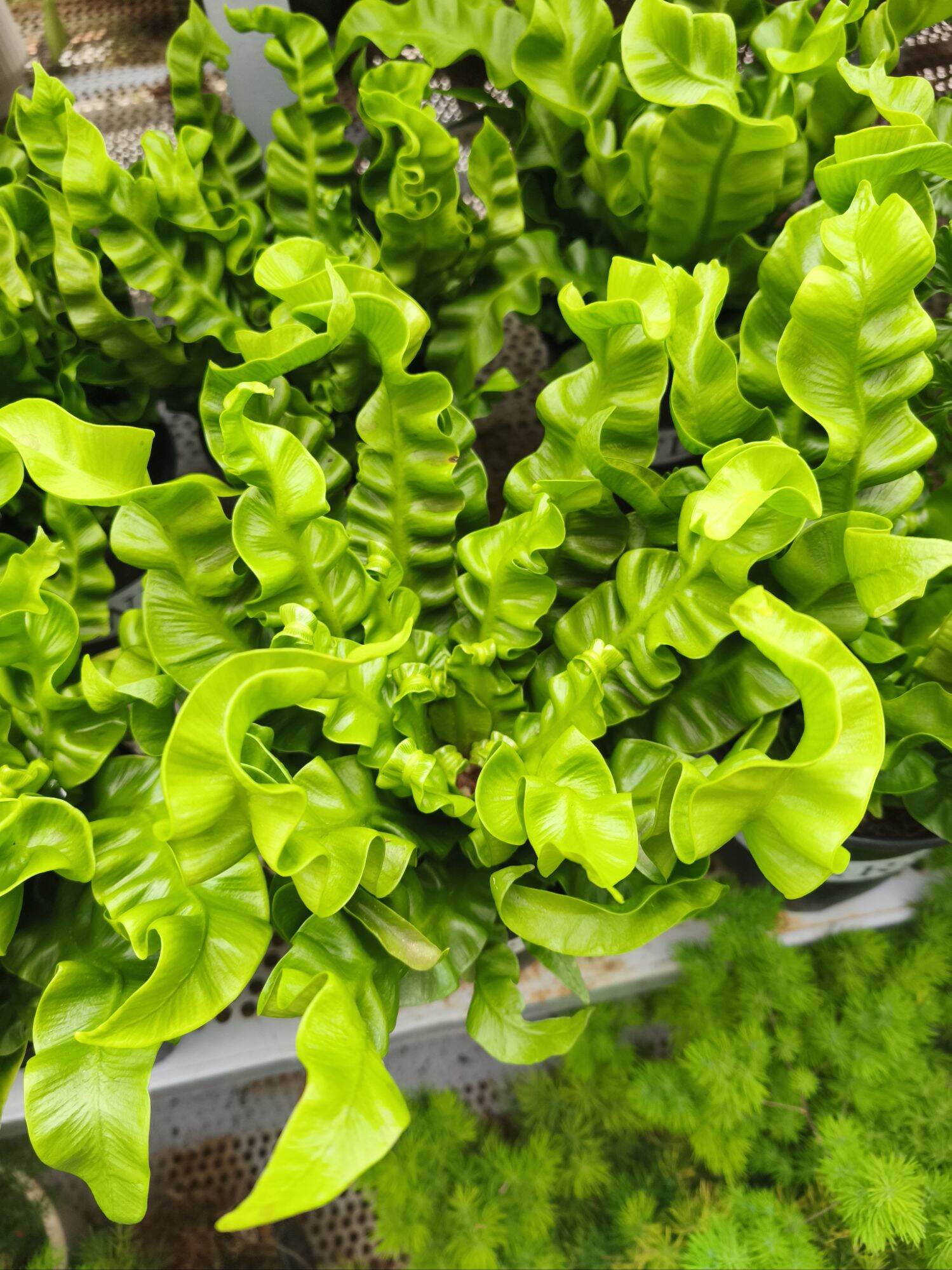 Cây dương xỉ tổ phụng
