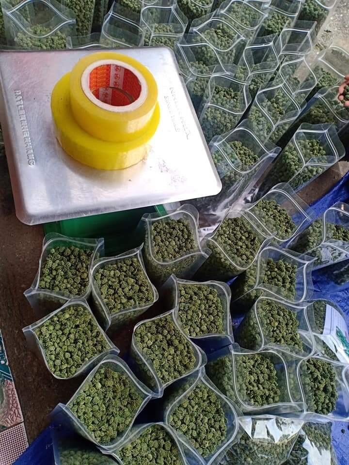 Nụ bao tử tam thất chuẩn Lào Cai ( gói 500g)