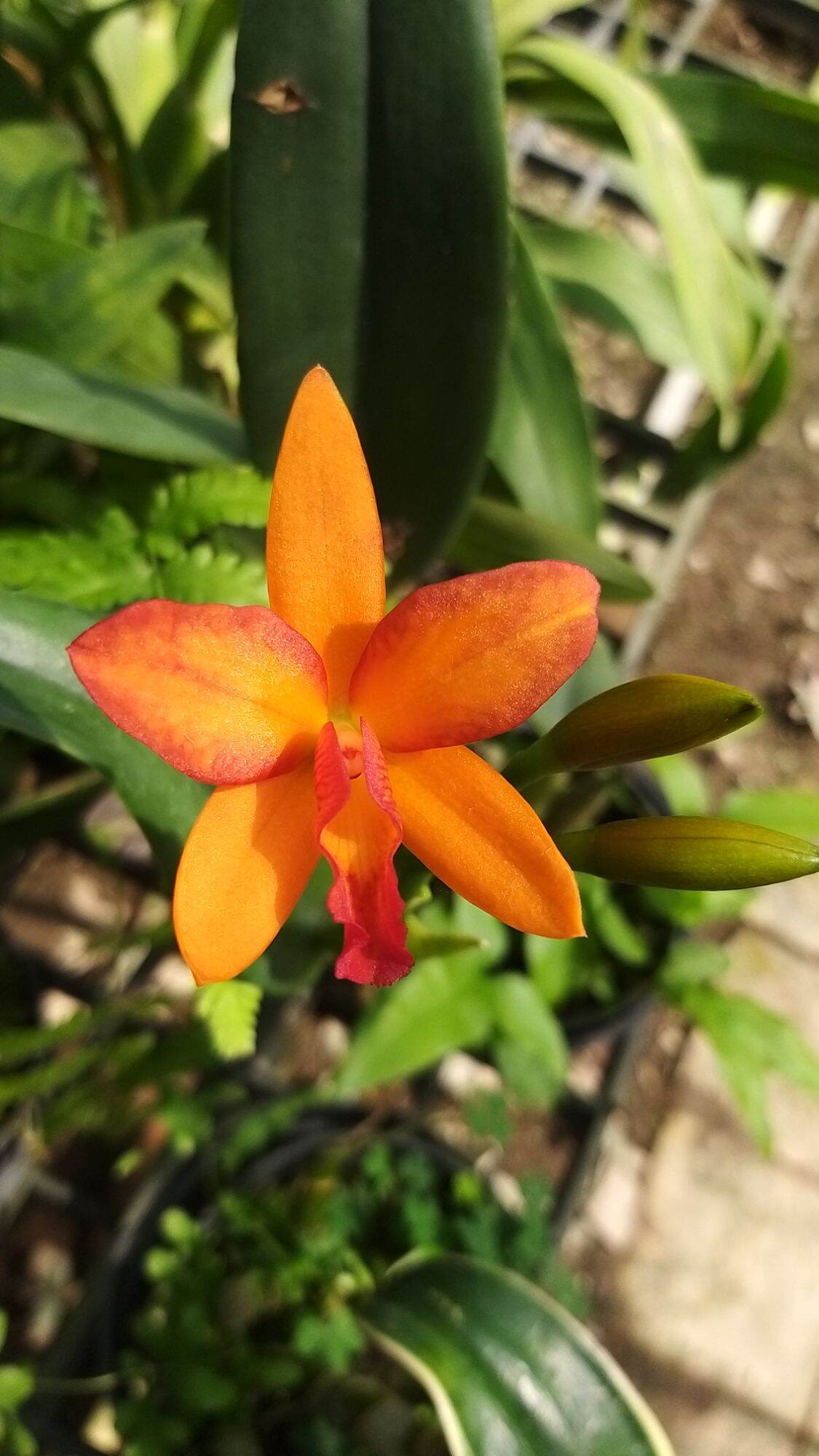 Cattleya mini hoa chùm Red Gragonfly.