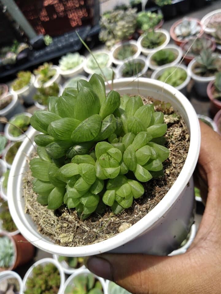 Sen đá ngọc lá tròn