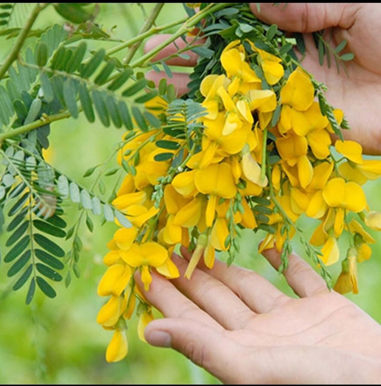 hạt giống bong điên điển