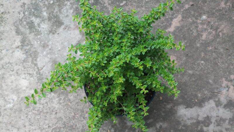 cây Hàm Hương( cây có hương thơm)