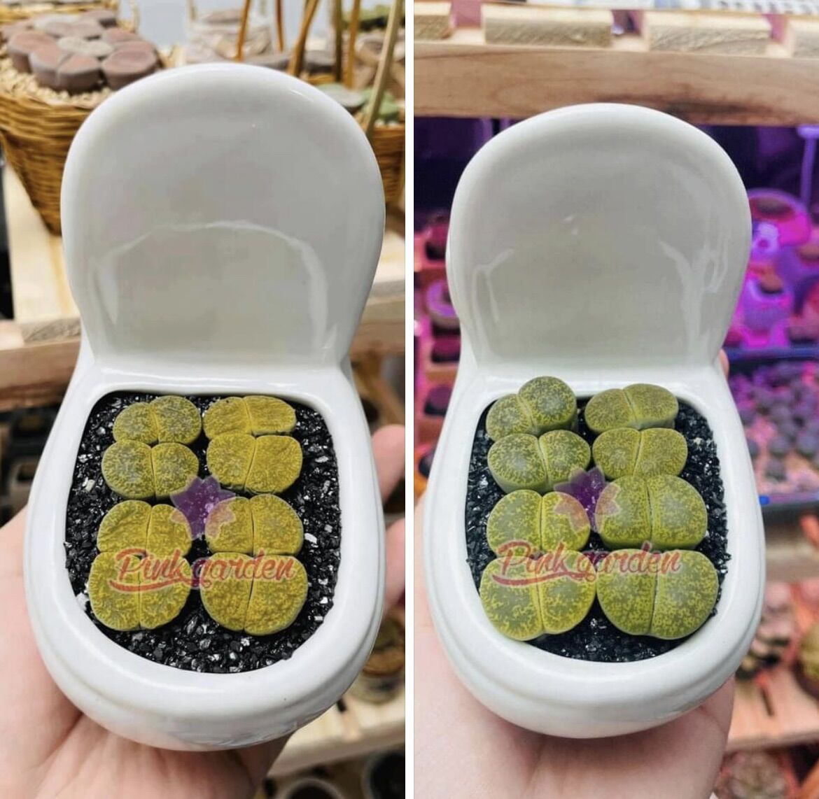 Sen mông, lithops, thạch lan xanh lá loại 2 đầu size 2,5c-3cm