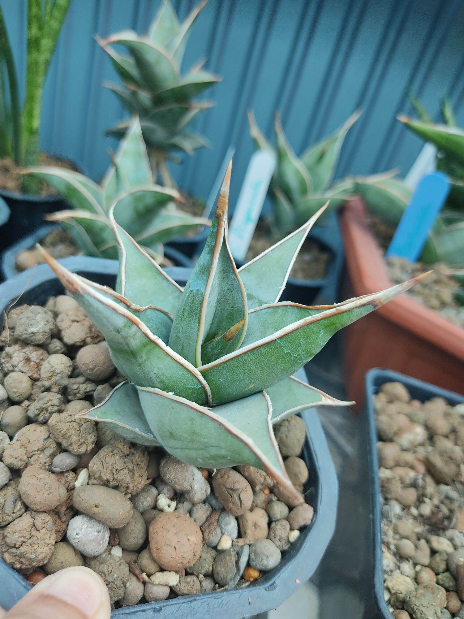 Cây lưỡi hổ lá dày - Sansevieria Pinguicula