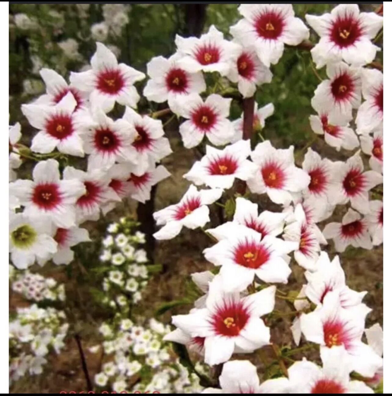 Cây giống hoa đế vương (1bầu cây)