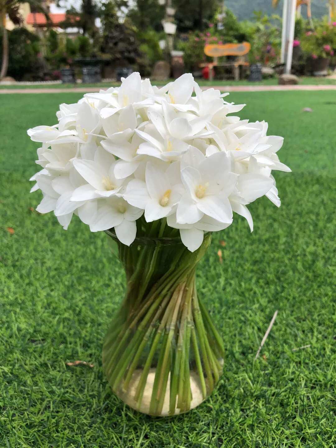 Củ huệ mưa Traubi hoa màu trắng và thơm.