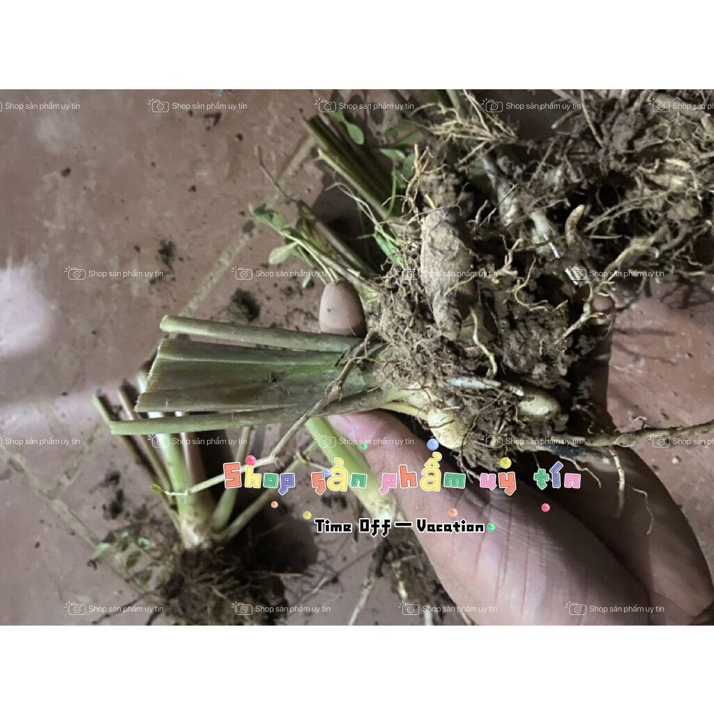 Cây nghệ đen giống