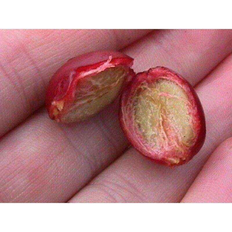 Cây giống Cà Phê CuLi siêu trái (cây xanh). [ GHN ]