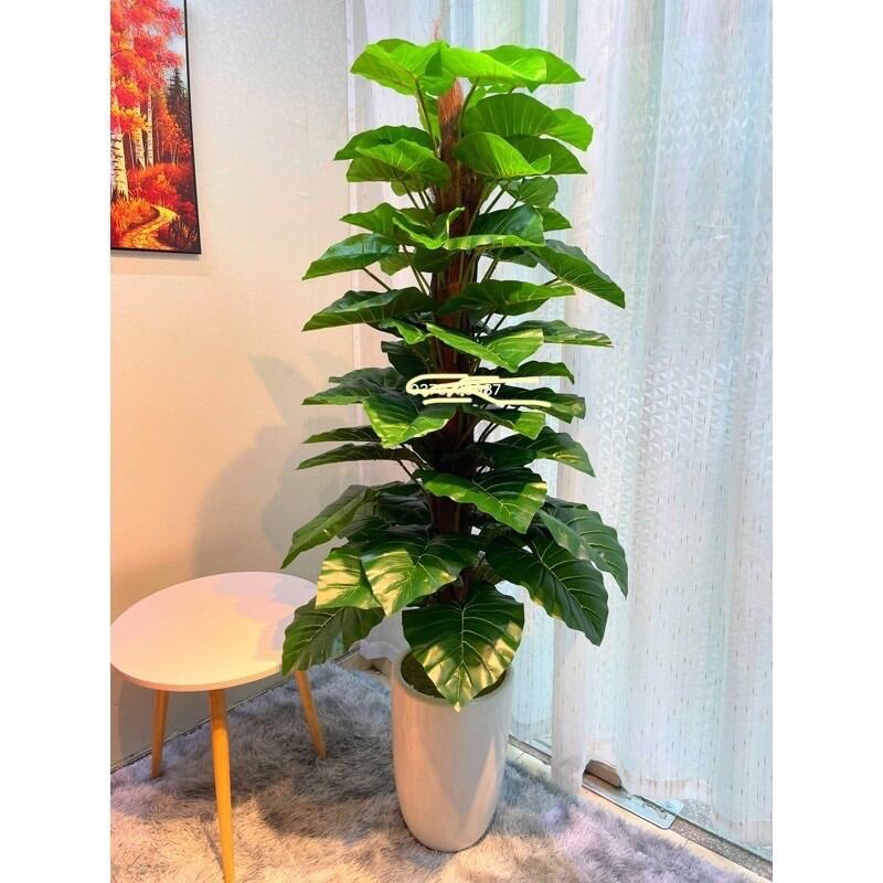 cây trầu bà leo