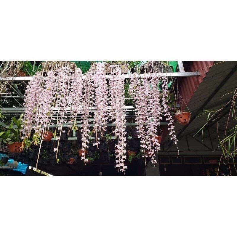 hoa lan đột biến hạc vỹ (1 bó hình cuối )