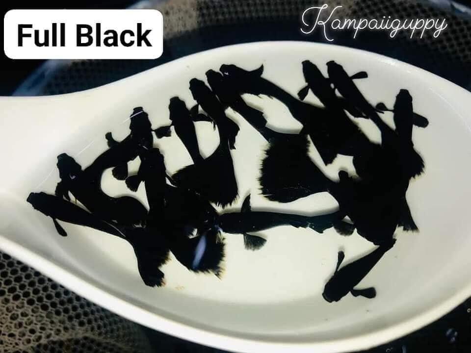 Full black - 7 màu đẹp trang trí