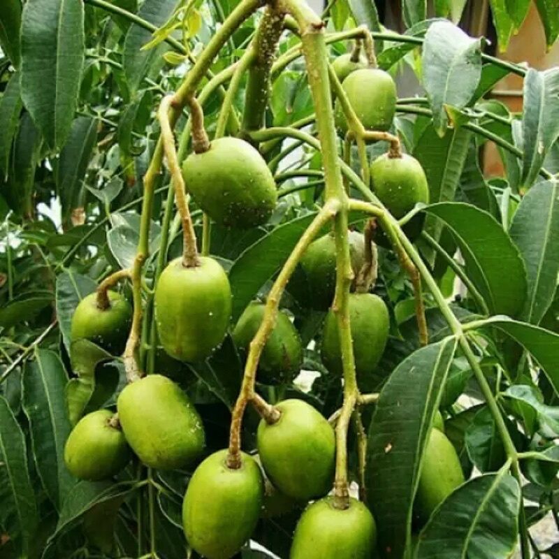 phân bón hữu cơ khoáng nhật organic bao 25kg