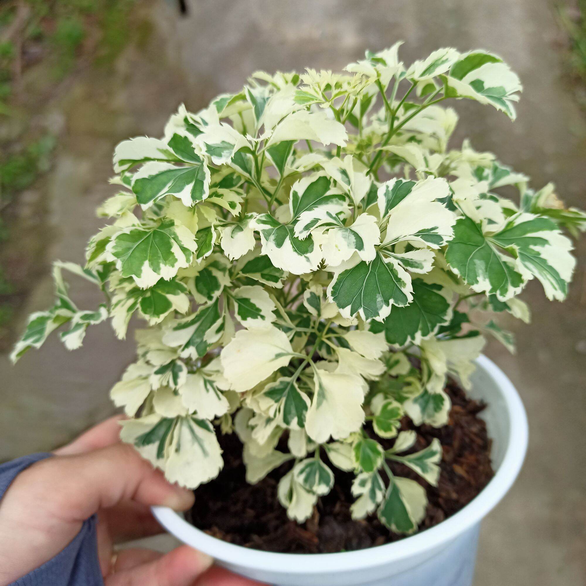 Cây đinh lăng cẩm thạch