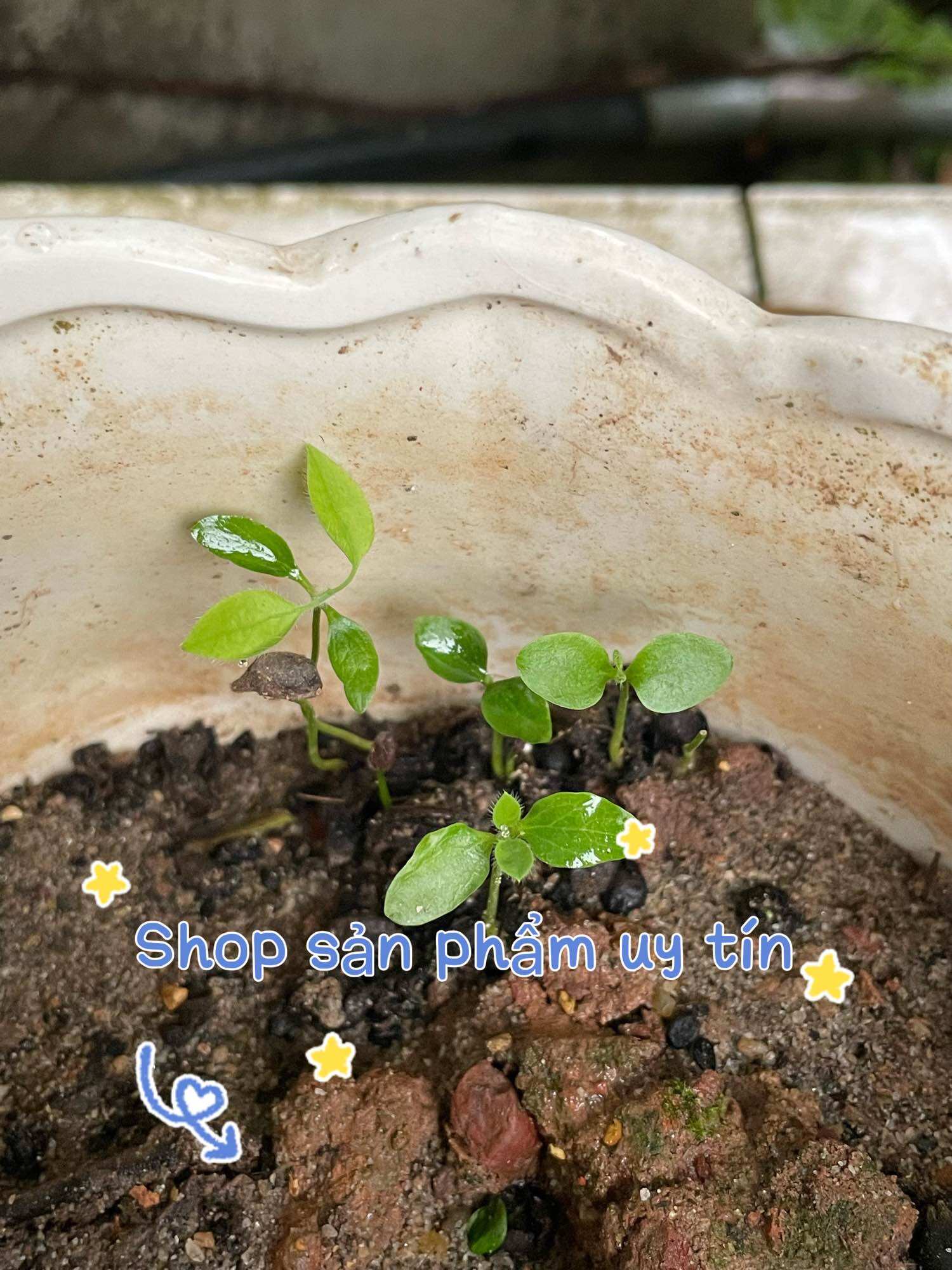 Kim ngân hoa (quả có hạt giống )