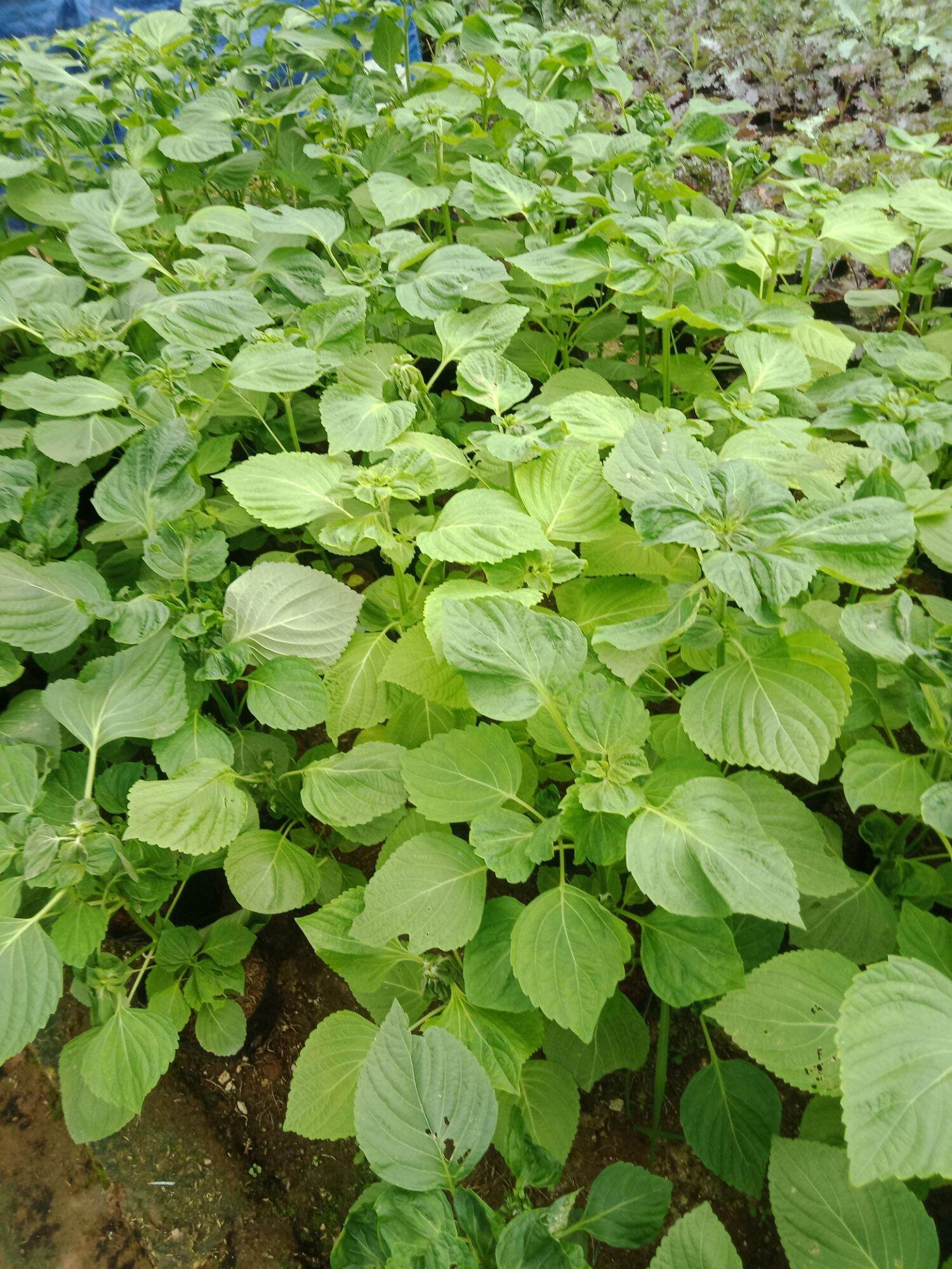 cây lá mè Hàn Quốc.