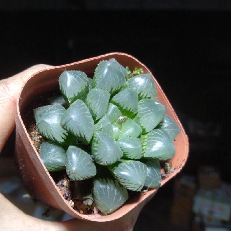 Sale 48% -Sen đá Haworthia guốc ngọc