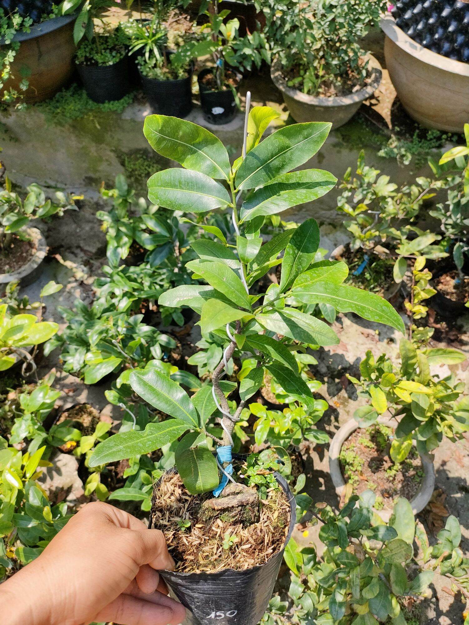 Cây giống mai cúc 150