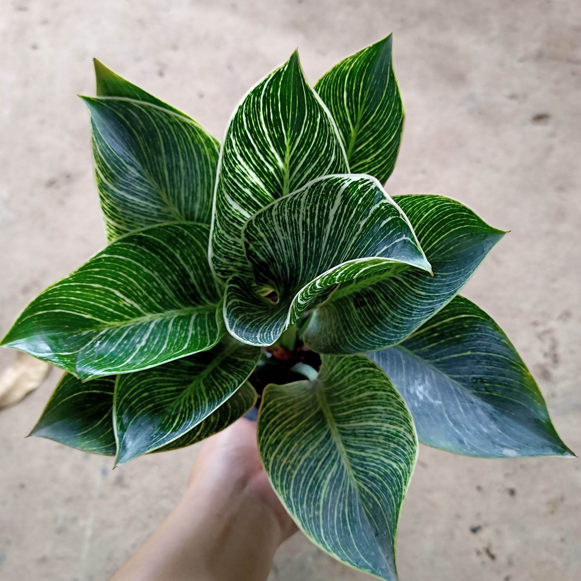 Chậu cây đế vương kim cương